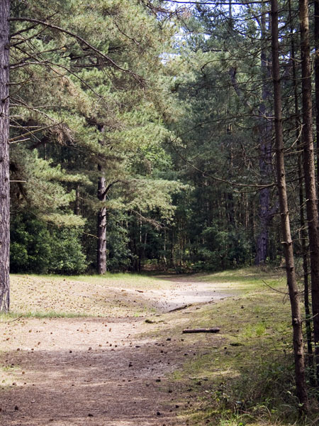 Pines,Trees,Holkham Bay