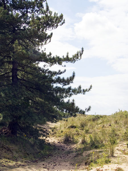 Pines,Trees,Holkham Bay