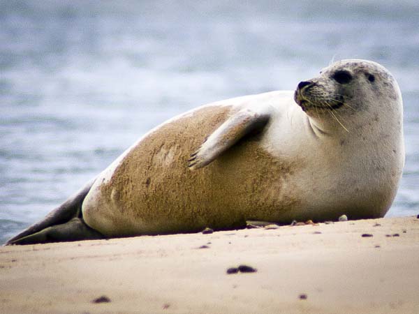 Common Seal,Blakeney Point