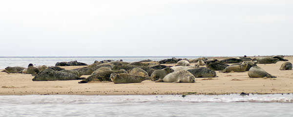 Common Seals,Blakeney Point