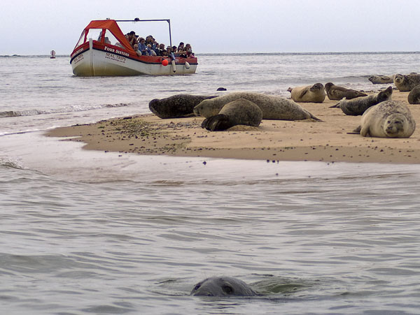 Boat,Seals,Blakeney Point