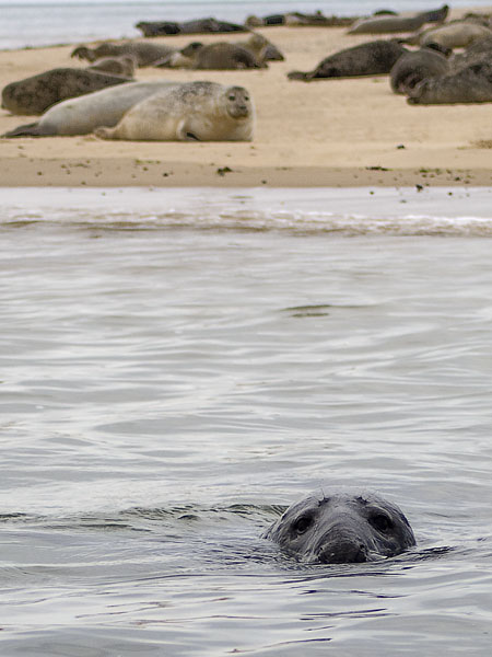 Grey Seal,Blakeney Point