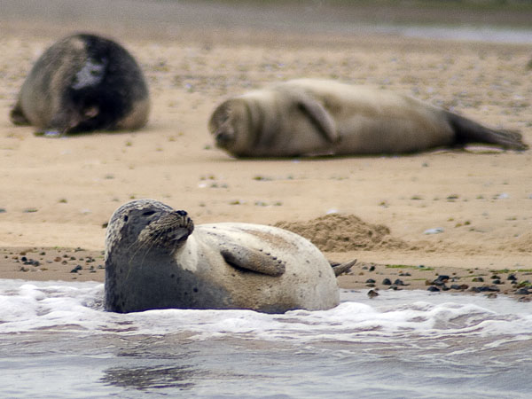 Common Seal,Blakeney Point