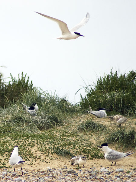 Sandwich Terns,Birds