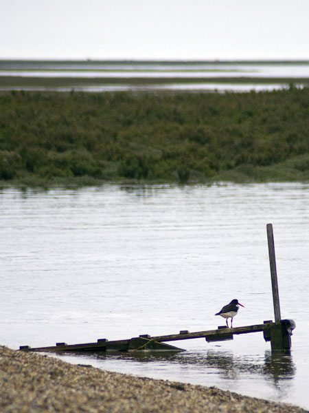 Oystercatcher,Blakeney Point,Landing Stage,Bird