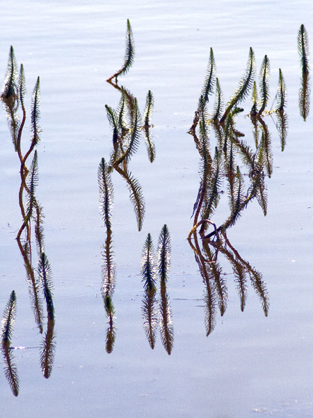 Pond Weed
