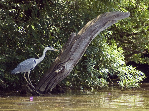 Grey Heron,Bird