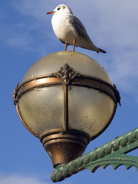 Black Headed Gull,Lamp