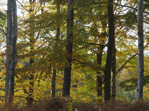 Beeches,Anderwood,Trees