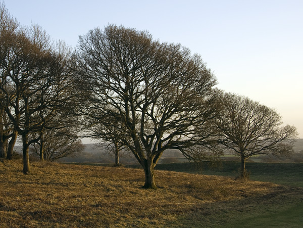 Badbury Rings,Iron Age,Hill Fort,Wimborne