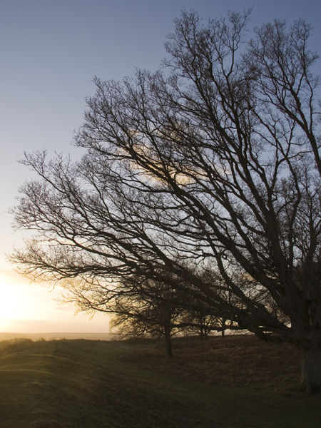 Badbury Rings,Iron Age,Hill Fort,Wimborne