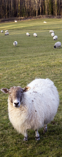 Sheep,Hod Hill,Stourpaine