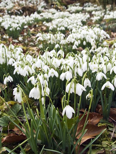 Snowdrops,Flowers