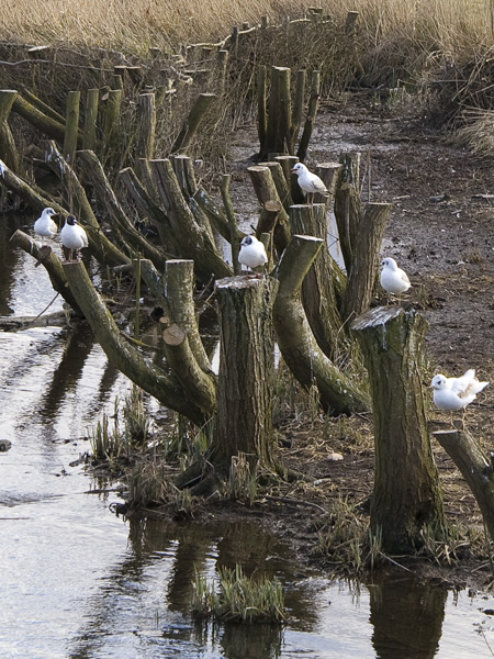 Gulls
