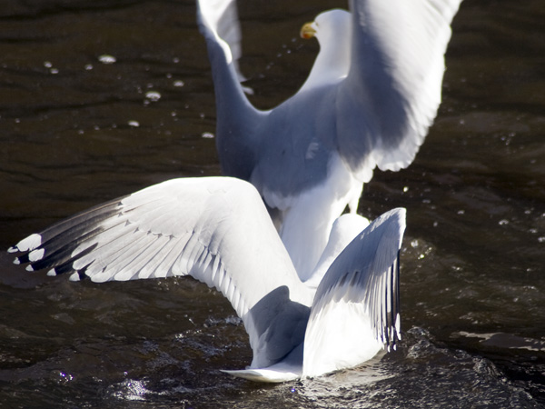 Gulls