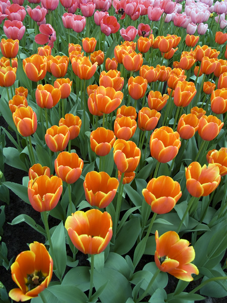 Tulips,Keukenhof,Flowers