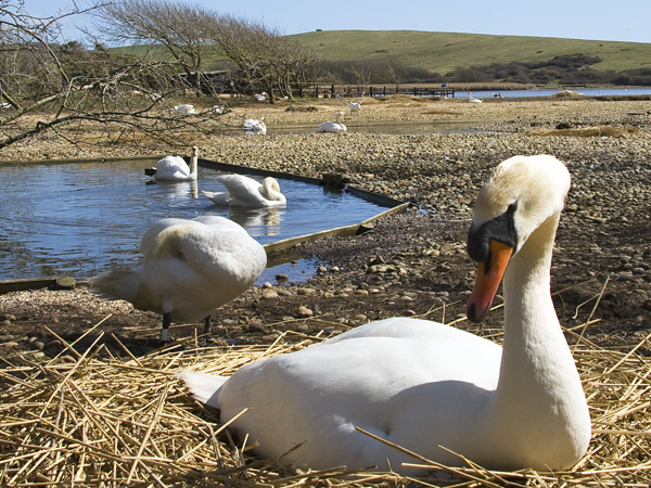Swans,Abbotsbury Swannery