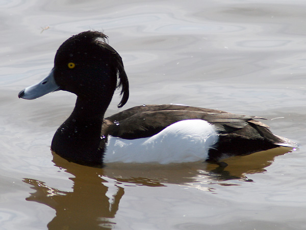 Tufted Duck