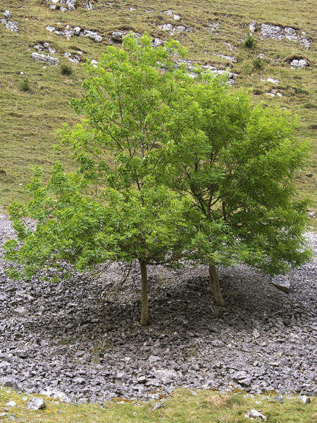 Trees,Biggin Dale