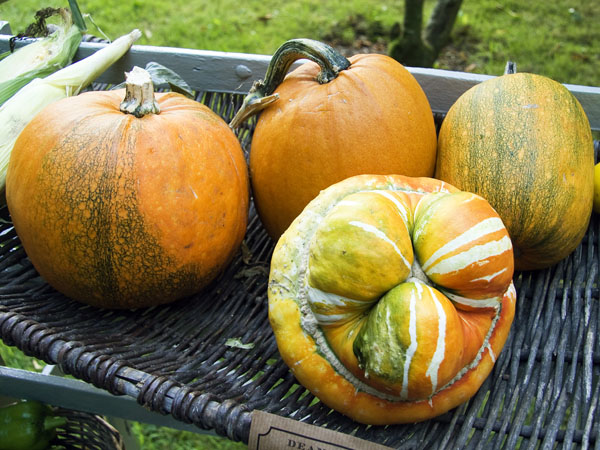 Pumpkins,Squash