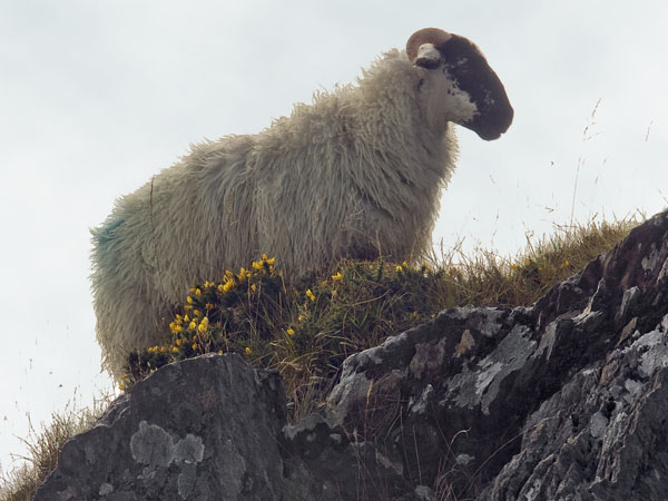 Sheep,Healy Pass,Beara Peninsula
