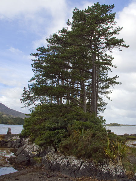 Ladies Bathing Place,Derreen Gardens,Lauragh,Beara Peninsula