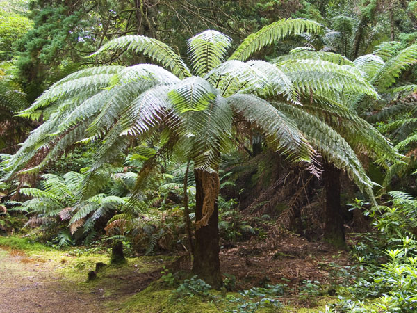 Tree Ferns,Derreen Gardens,Lauragh,Dicksonia Antarctica,Beara Peninsula