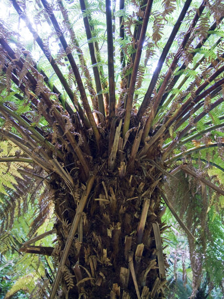 Tree Fern,Derreen Gardens,Lauragh,Dicksonia Antarctica,Beara Peninsula