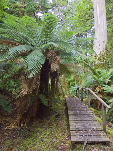 Tree Ferns,Derreen Gardens,Lauragh,Dicksonia Antarctica,Beara Peninsula