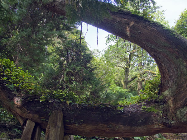 Tree,Derreen Gardens,Lauragh,Beara Peninsula