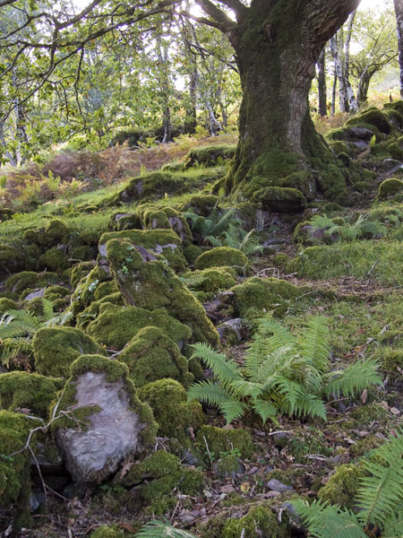 Wall,Uragh,Beara Peninsula