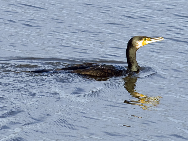 Cormorant