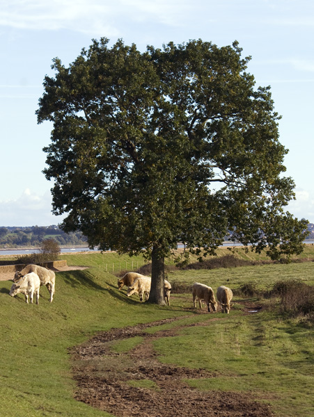 Cows,Powderham,Riverside,Tree