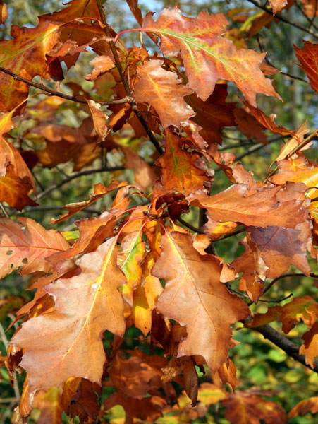 Turkey Oak,Quercus cerris