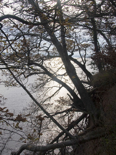Lydney Harbour,River Severn,Trees,Forest of Dean