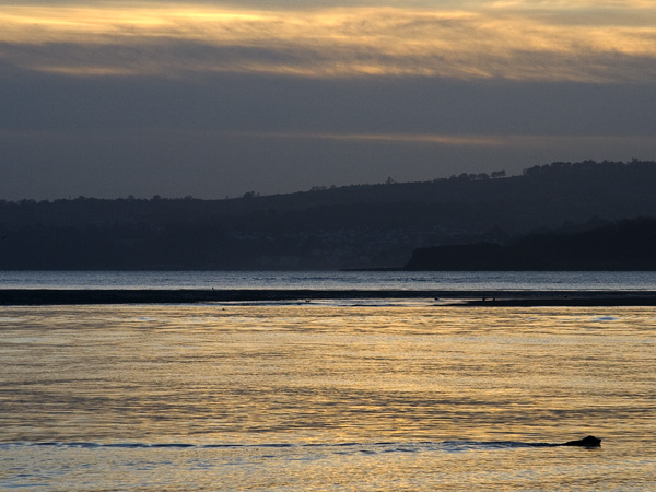 Dog,Swimming,Sunset,Sky,Exmouth