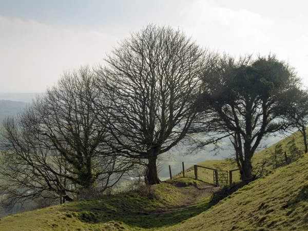 Rawlsbury Camp,Trees,Gate