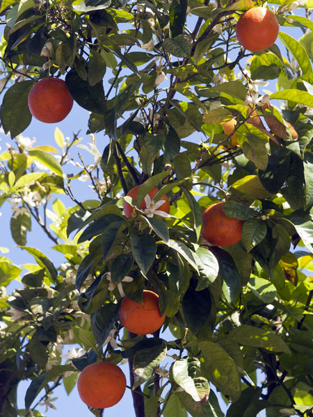 Oranges,Alameda Gardens
