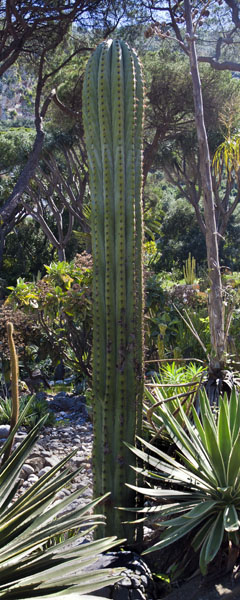 Cactus,Alameda Gardens