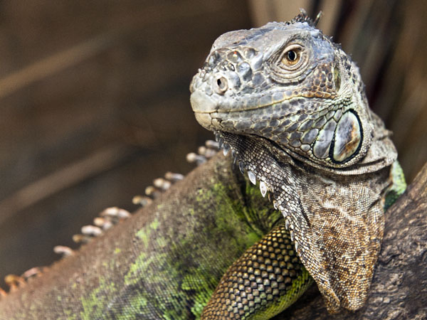 Green Iguana,AWCP,Alameda Wildlife Consevation Park,Zoo