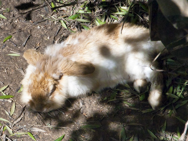 Rabbit,AWCP,Alameda Wildlife Consevation Park,Zoo
