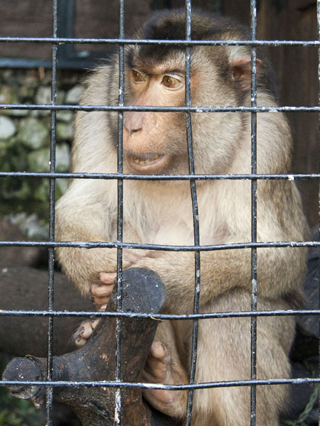 Pigtailed Macaque,AWCP,Alameda Wildlife Consevation Park,Zoo