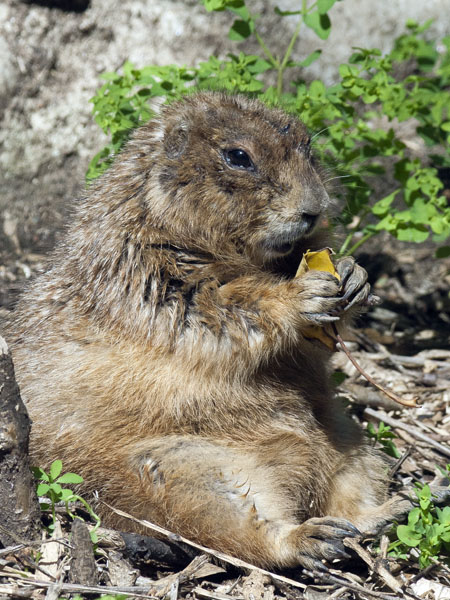 Black-tailed Prairie Dog,AWCP,Alameda Wildlife Consevation Park,Zoo