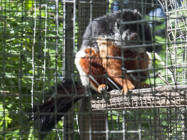 Prevost Squirrel,AWCP,Alameda Wildlife Consevation Park,Zoo