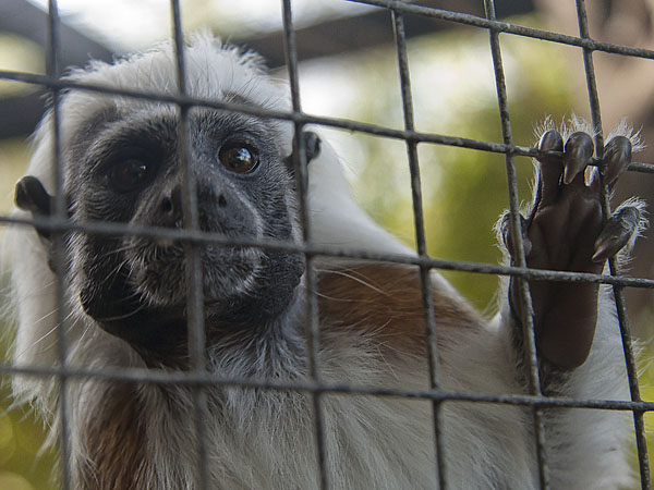 Cotton-top Tamarin,AWCP,Alameda Wildlife Consevation Park,Zoo