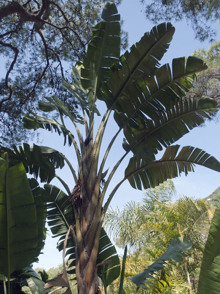 Fan Palm,Alameda Gardens