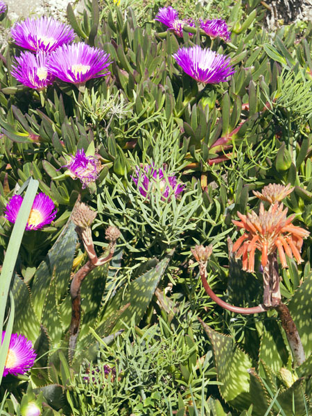 Aloe Maculata,Hottentot Figs