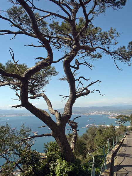 O'Hara's Road,Tree