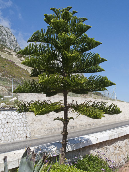 Norfolk Island Pine,Ornamental Tree,Both Worlds,Araucaria heterophylla