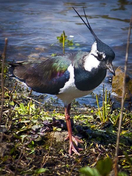 Lapwing,Bird,Carsington Water
